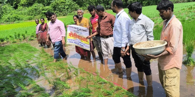 तालुक्यात भात, नाचणी पिकांसाठी स्पर्धा