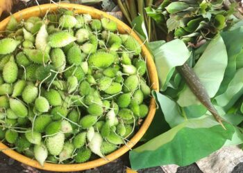 करटोली भाजीला गृहिणींची पसंती