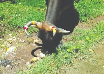 मोकाट गुरांच्या शिंगांना रेडियम