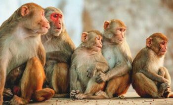 तळा शहरात वन्य माकडांचा हैदोस