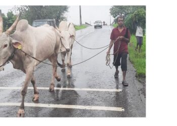 शेती कामासाठी बैलगाडीचे मोठे योगदान