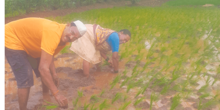 शेतीच्या कामाला मजुरांची वानवा