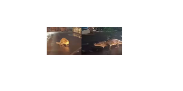 चिपळूणच्या रस्त्यावर आली महाकाय मगर