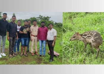 दुर्मिळ पिसुरी हरिणाला जीवदान