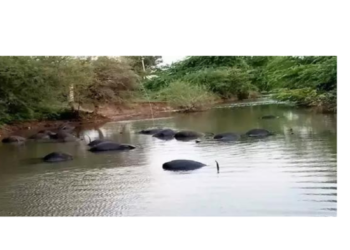 विजेच्या धक्क्याने चोवीस म्हशींचा मृत्यू