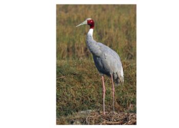 पक्ष्याने उपचारादरम्यान सोडला प्राण