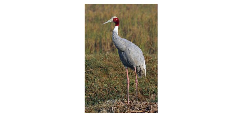 पक्ष्याने उपचारादरम्यान सोडला प्राण