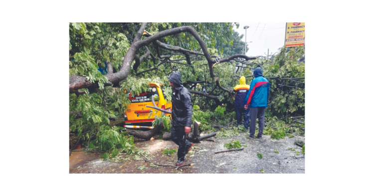 झाड पडून स्कूल व्हॅनचे नुकसान