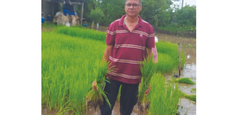 इंडोनेशियाच्या पर्पल राईसची पनवेलमध्ये लागवड