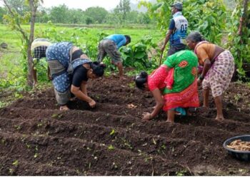 पिवळ्या सोन्याला मिळणार नवी झळाळी