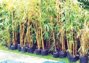 दरडी रोखण्यासाठी ग्रामपंचायतींचा पुढाकार