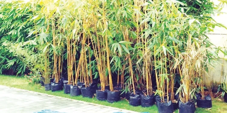 दरडी रोखण्यासाठी ग्रामपंचायतींचा पुढाकार