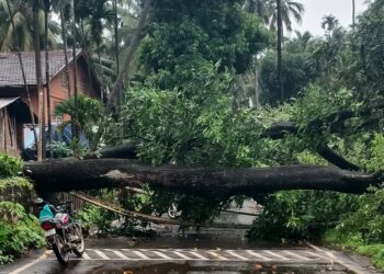 महत्वाची बातमी! चौल बायपासला झाड कोसळले