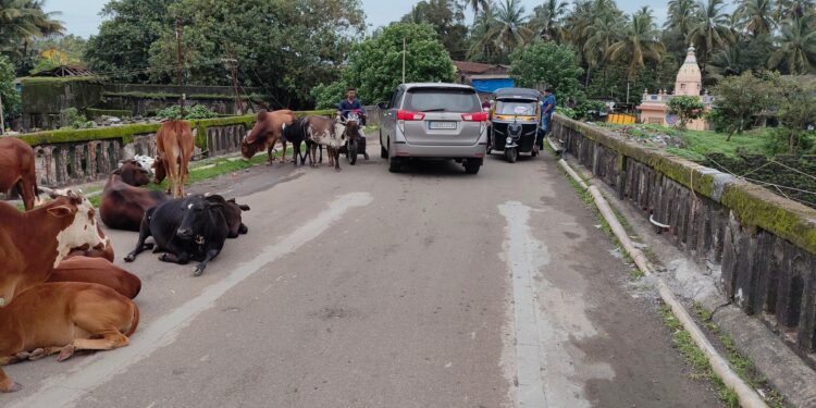 एकदरा पुलावर मोकाट गुरांचा ठिय्या