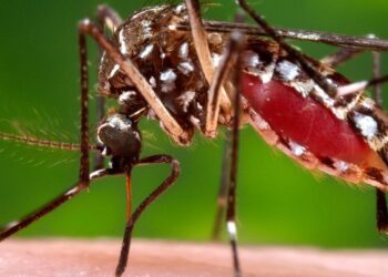 स्वाईन फ्लू, झिकाचा धोका