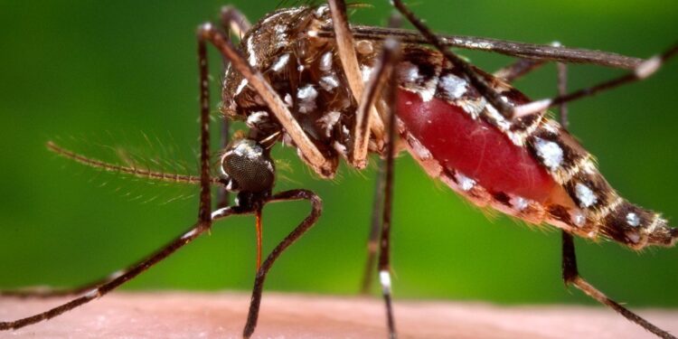 स्वाईन फ्लू, झिकाचा धोका