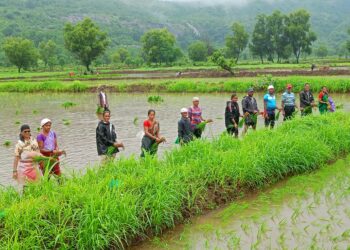 हांदा पद्धत शेतीसाठी लाभदायक