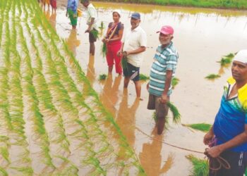 देवकान्हे येथे भात लागवड