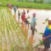 देवकान्हे येथे भात लागवड