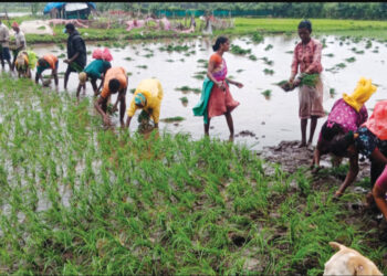 मुरूडमध्ये भात लावणीला वेग
