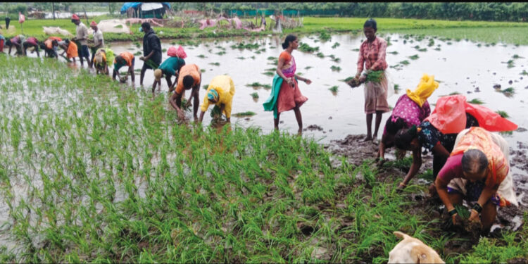 मुरूडमध्ये भात लावणीला वेग