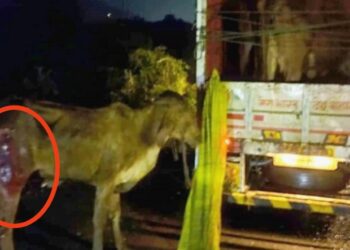 जनावरांची अवैध वाहतूक करणाऱ्या दोघांना अटक