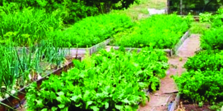 रायगडात परसबाग फुलणार