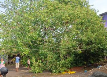 मोठीजुई येथील पिंपळाचे झाड कोसळले