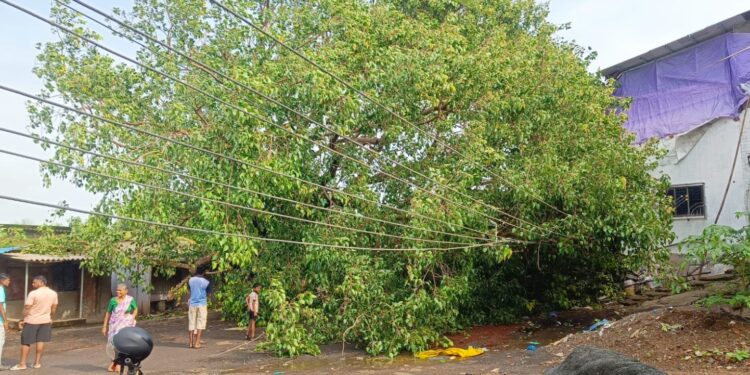 मोठीजुई येथील पिंपळाचे झाड कोसळले