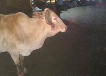 मोकाट फिरणार्‍या जनावरांना जीवनदान