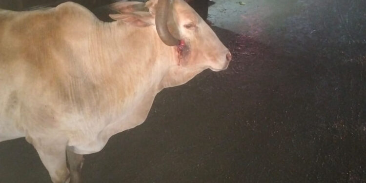 मोकाट फिरणार्‍या जनावरांना जीवनदान