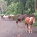 मोकाट घोड्यांच्या विष्ठेमुळे दुर्गंधी