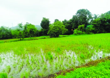 पावसाने भातशेतीचे नुकसान