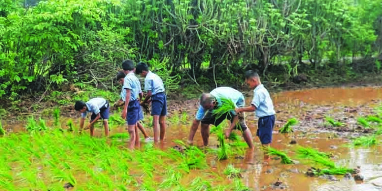 विद्यार्थ्यांनी भात-पिक लागवडीचा घेतला अनुभव