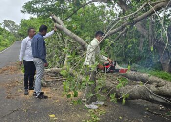 नांदगाव रस्त्यावर झाड कोसळले