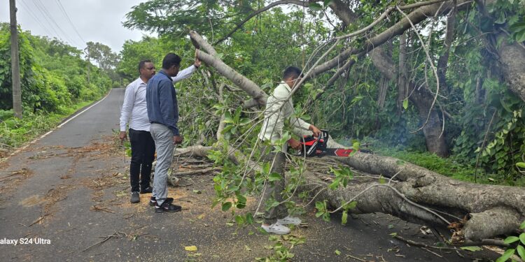 नांदगाव रस्त्यावर झाड कोसळले