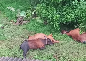 वरई येथे विजेची तार अंगावर पडल्याने गाईंचा मृत्यू