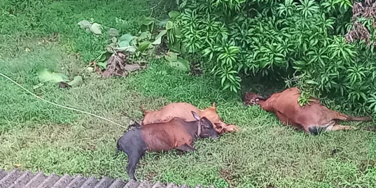 वरई येथे विजेची तार अंगावर पडल्याने गाईंचा मृत्यू