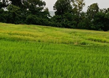 पावसाने दडी मारल्याने भाताचे पीक धोक्यात