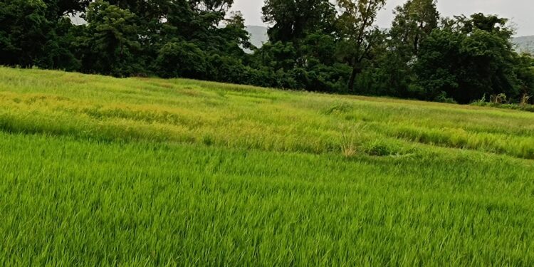 पावसाने दडी मारल्याने भाताचे पीक धोक्यात