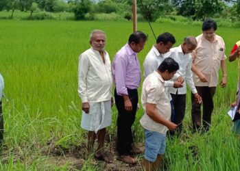 खोडकिडाग्रस्त शेतीची अधिकार्‍यांकडून पाहणी