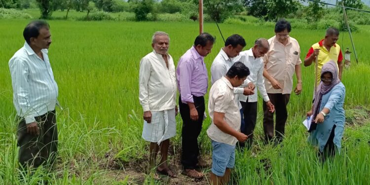 खोडकिडाग्रस्त शेतीची अधिकार्‍यांकडून पाहणी