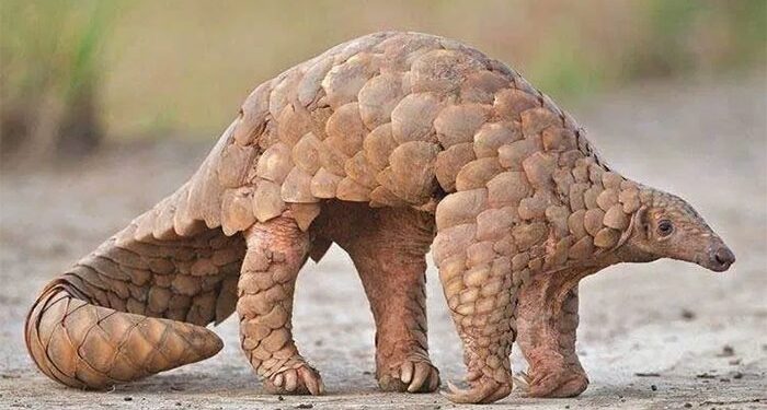 चौथ्या संशयिताला रायगडातून अटक