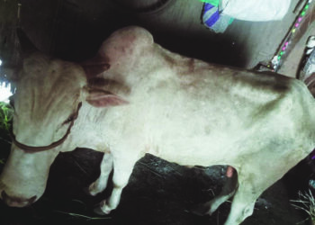 पशुविभागाचा कामचुकारपणा भोवला