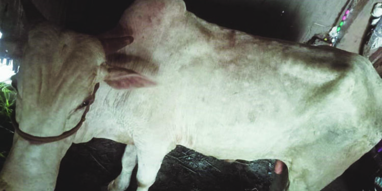 पशुविभागाचा कामचुकारपणा भोवला