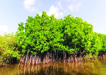 अधिकार्‍यासह ठेकेदाराविरोधात गुन्हा दाखल