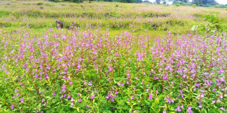 रानोमाळ बहरला ‘गौरी’च्या फुलांनी