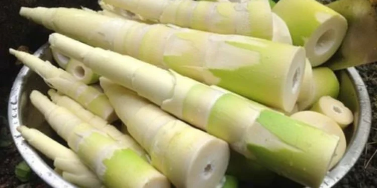 पावसाळ्यात मिळणारी आरोग्यवर्धक ‘शिंद’