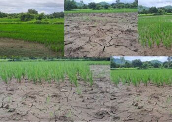 पावसाअभावी भातपीक अडचणीत