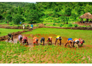 मुरुड तालुक्यात भात लावणी अंतिम टप्प्यात
